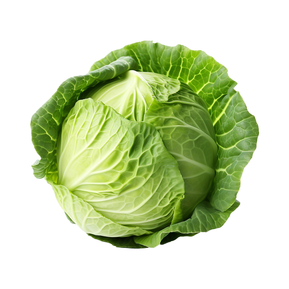 cabbage