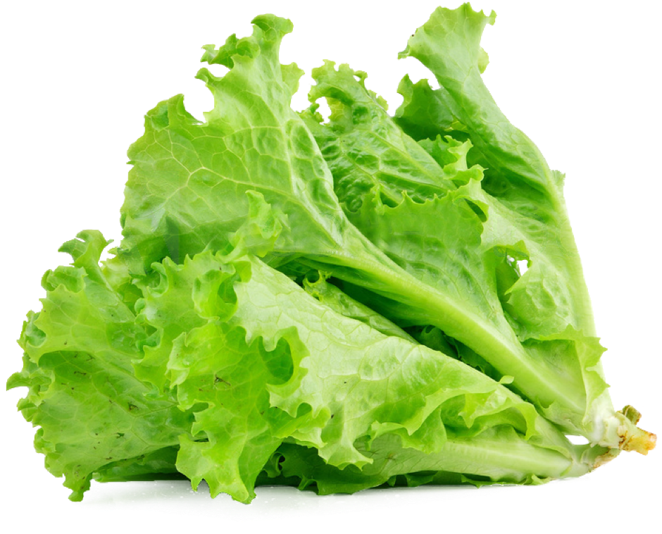 lettuce